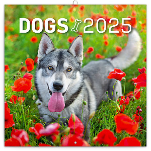 Kalendář 2025 poznámkový: Psi, 30 × 30 cm